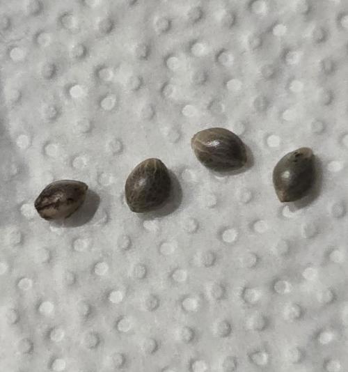 Permanent Marker - Traphouse Genetics. Week 0