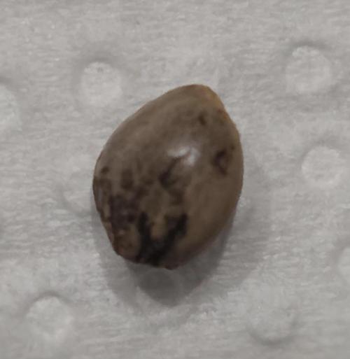 Permanent Marker - Traphouse Genetics. Week 0