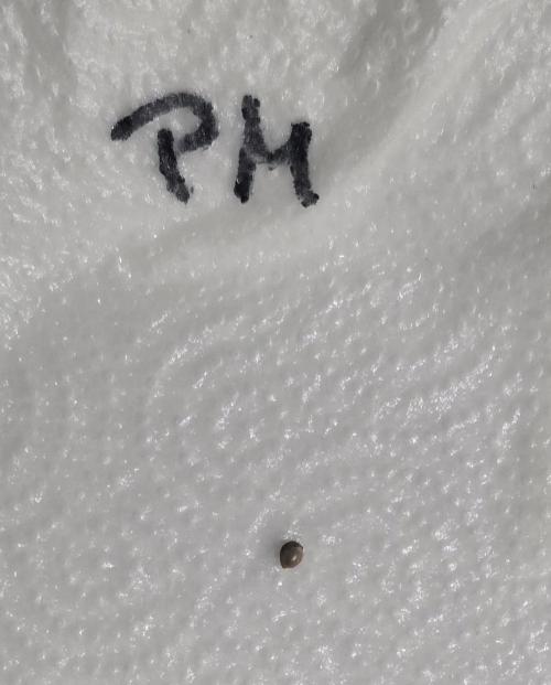 Permanent Marker - Traphouse Genetics. Week 0