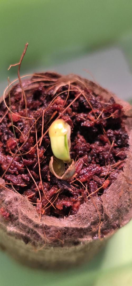 Permanent Marker - Traphouse Genetics. Week 0