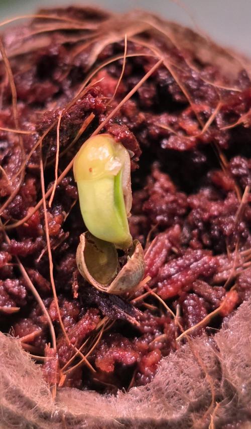 Permanent Marker - Traphouse Genetics. Week 0