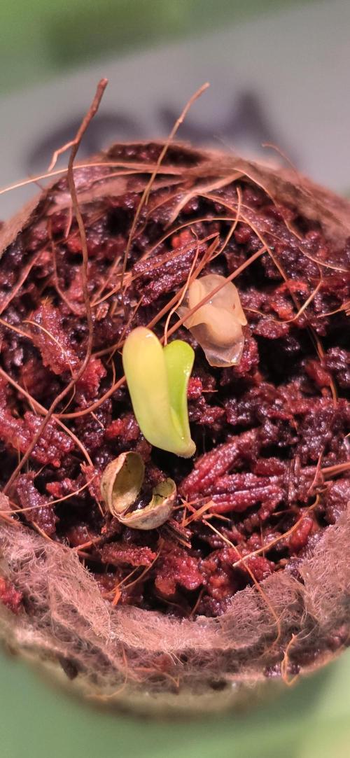 Permanent Marker - Traphouse Genetics. Week 0