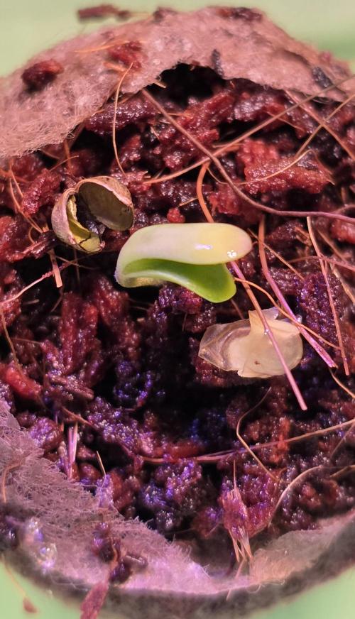 Permanent Marker - Traphouse Genetics. Week 0