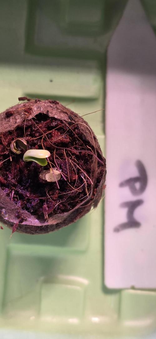 Permanent Marker - Traphouse Genetics. Week 0