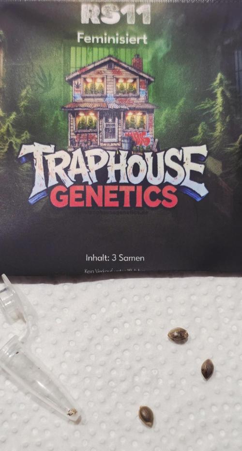 RS11 - Traphouse Genetics. Week 0