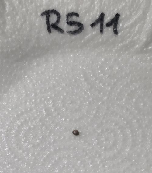 RS11 - Traphouse Genetics. Week 0