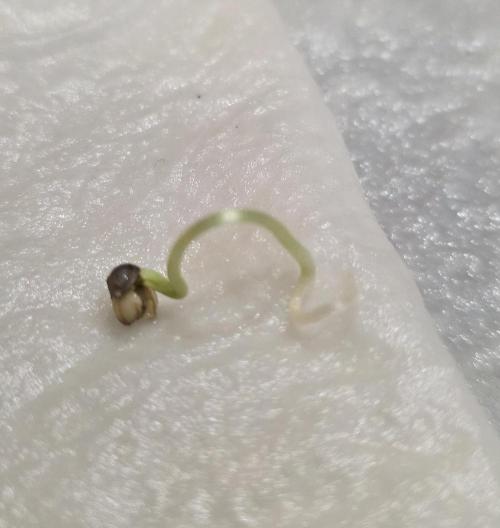 RS11 - Traphouse Genetics. Week 0