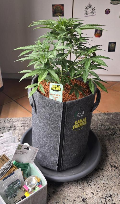 Amnesia Haze (B) Ganja Farmer. Week 7