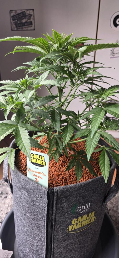 Amnesia Haze (B) Ganja Farmer. Week 7