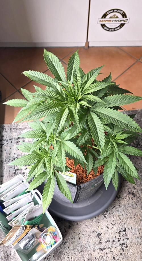 Amnesia Haze (B) Ganja Farmer. Week 7