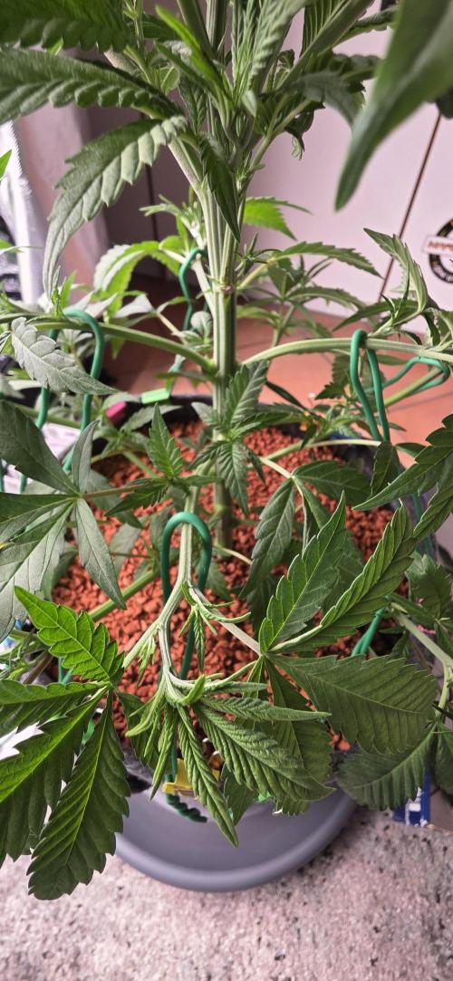 Amnesia Haze (B) Ganja Farmer. Week 7