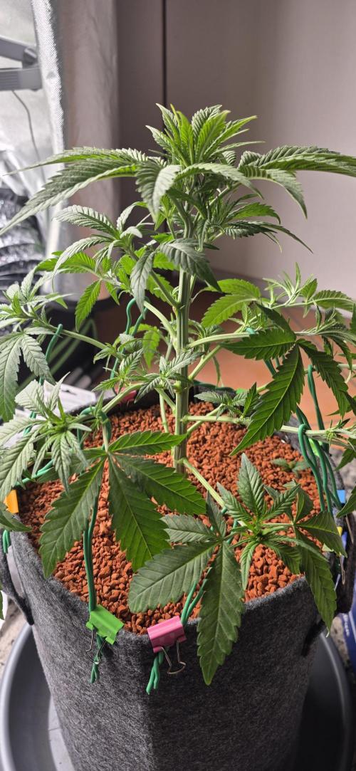 Amnesia Haze (B) Ganja Farmer. Week 7