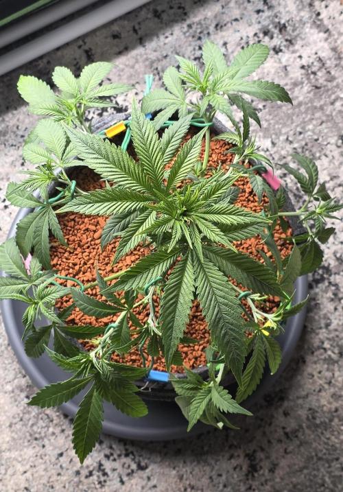 Amnesia Haze (B) Ganja Farmer. Week 7