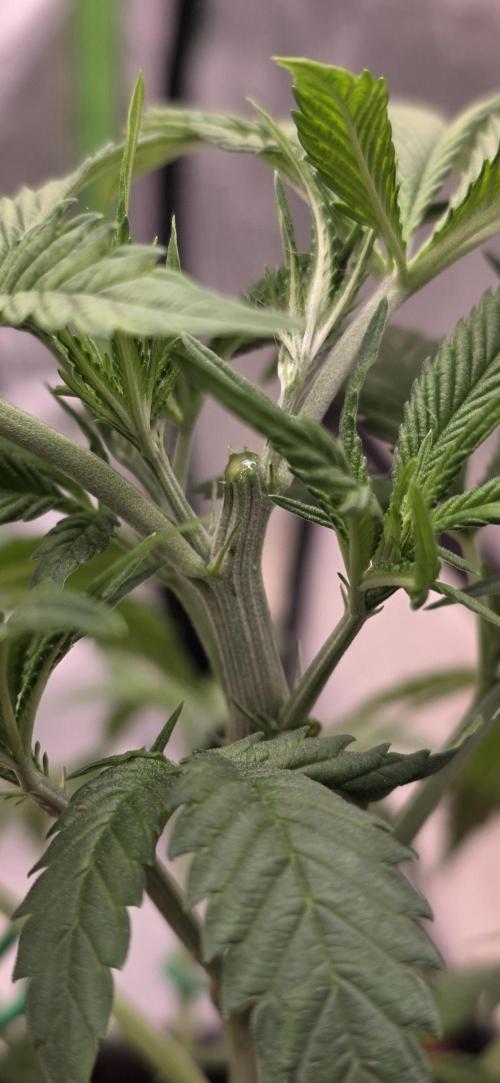 Amnesia Haze (B) Ganja Farmer. Week 7