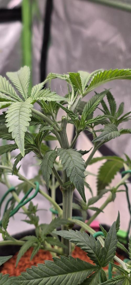 Amnesia Haze (B) Ganja Farmer. Week 7