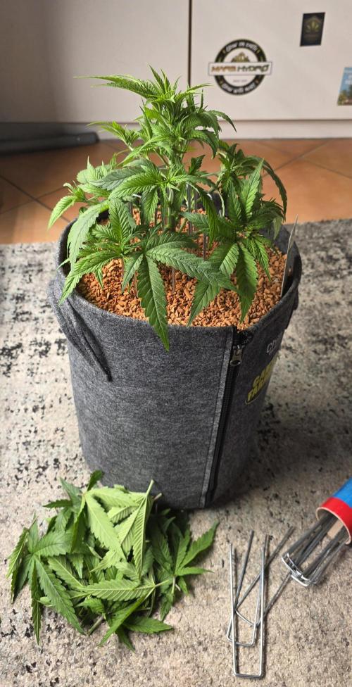 Amnesia Haze (B) Ganja Farmer. Week 7