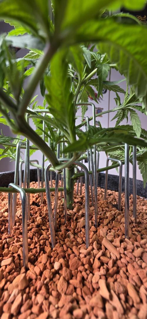 Amnesia Haze (B) Ganja Farmer. Week 7