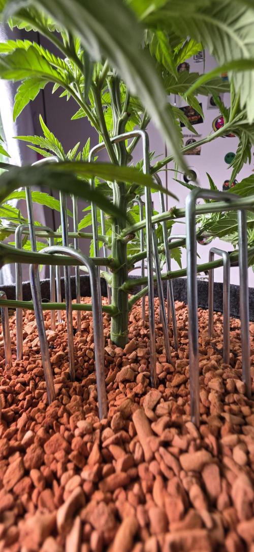 Amnesia Haze (B) Ganja Farmer. Week 7