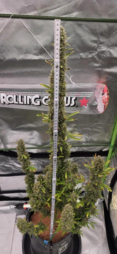 Hawaiian Snow Auto. Week 13