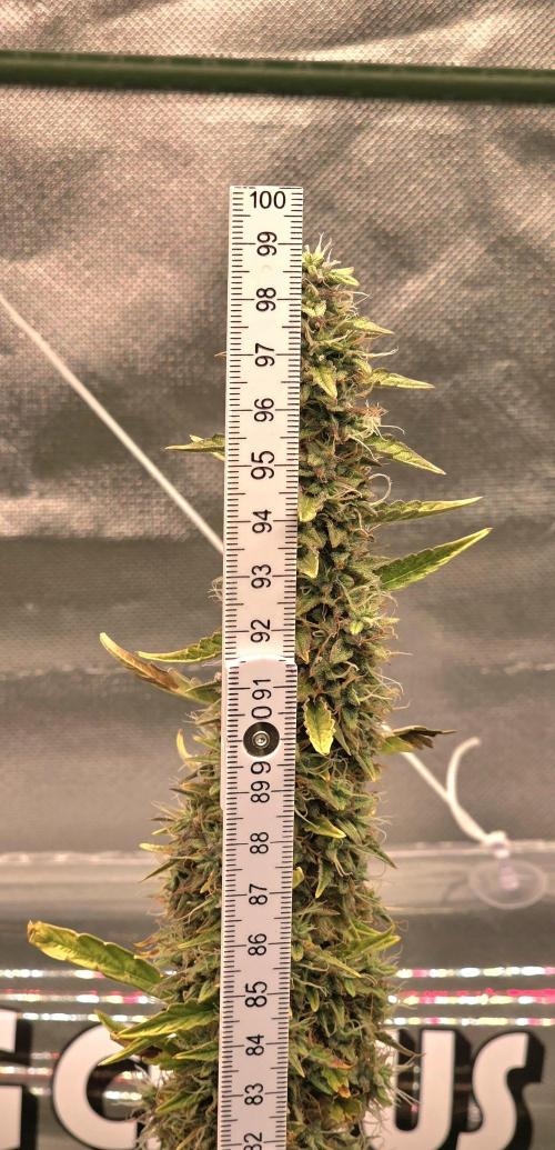 Hawaiian Snow Auto. Week 13