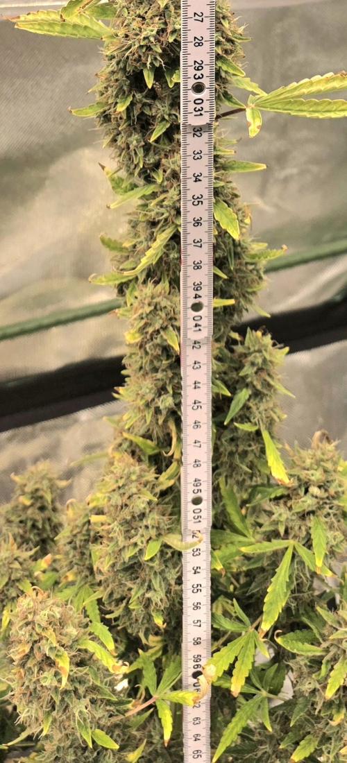 Hawaiian Snow Auto. Week 13