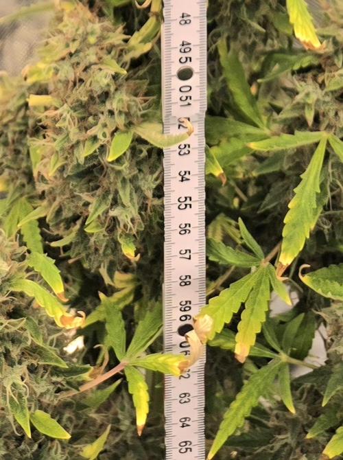 Hawaiian Snow Auto. Week 13