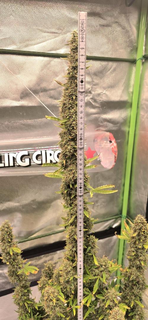 Hawaiian Snow Auto. Week 13