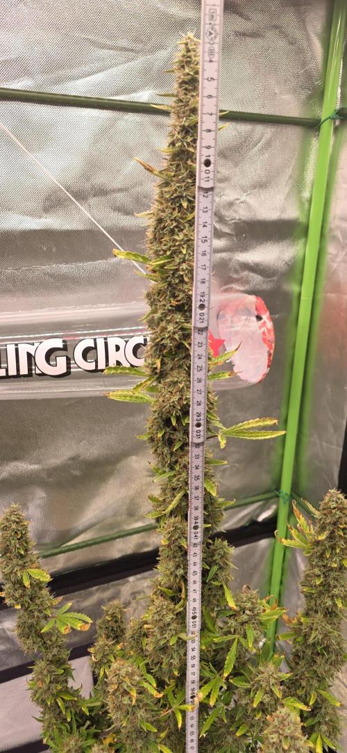 Hawaiian Snow Auto. Week 13