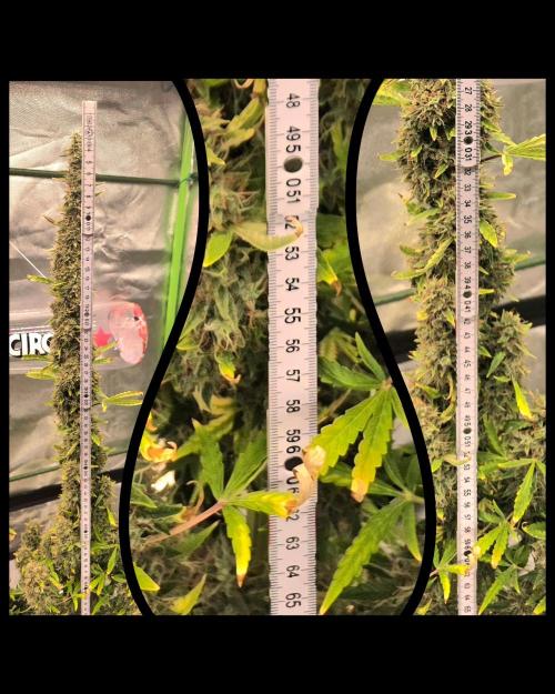 Hawaiian Snow Auto. Week 13