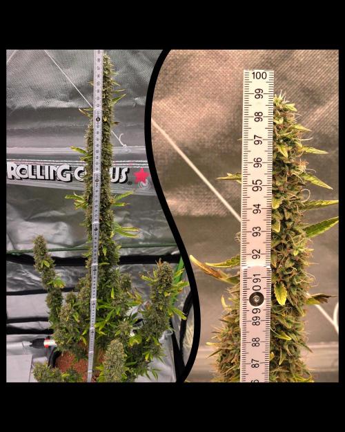 Hawaiian Snow Auto. Week 13