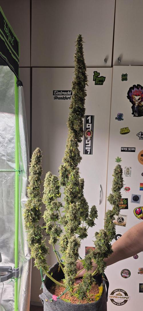 Hawaiian Snow Auto. Week 14