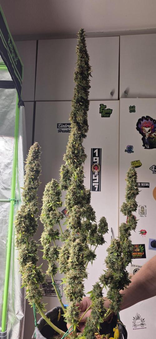 Hawaiian Snow Auto. Week 14