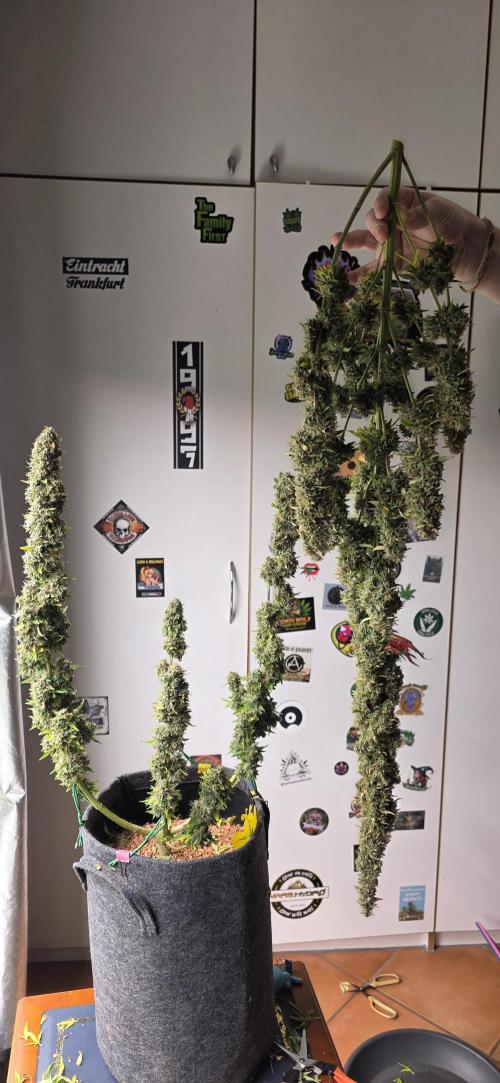 Hawaiian Snow Auto. Week 14