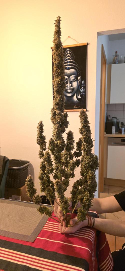 Hawaiian Snow Auto. Week 14