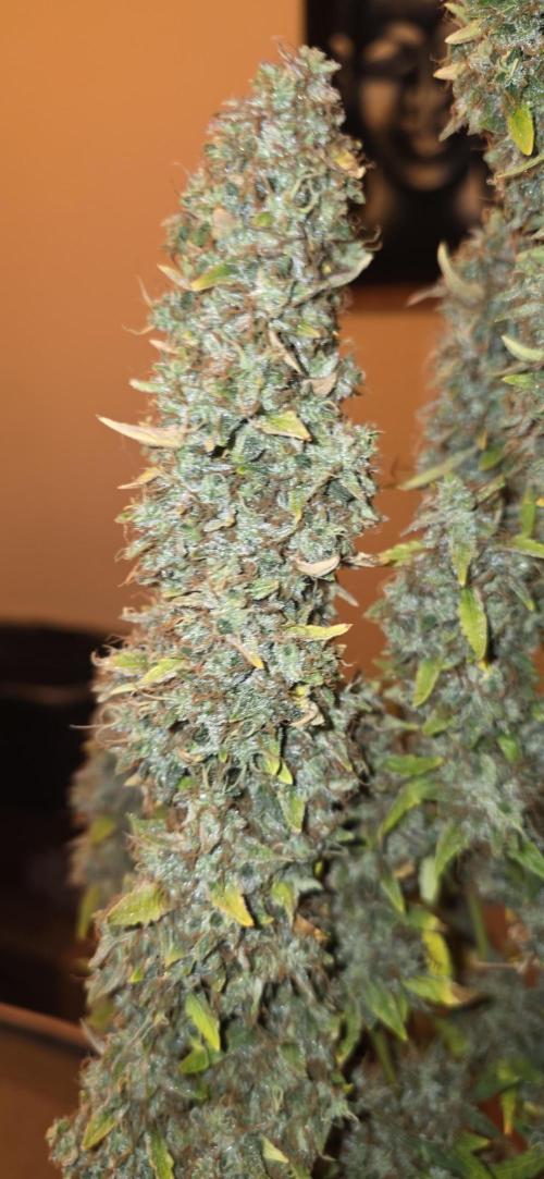 Hawaiian Snow Auto. Week 14