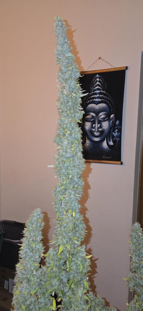 Hawaiian Snow Auto. Week 14