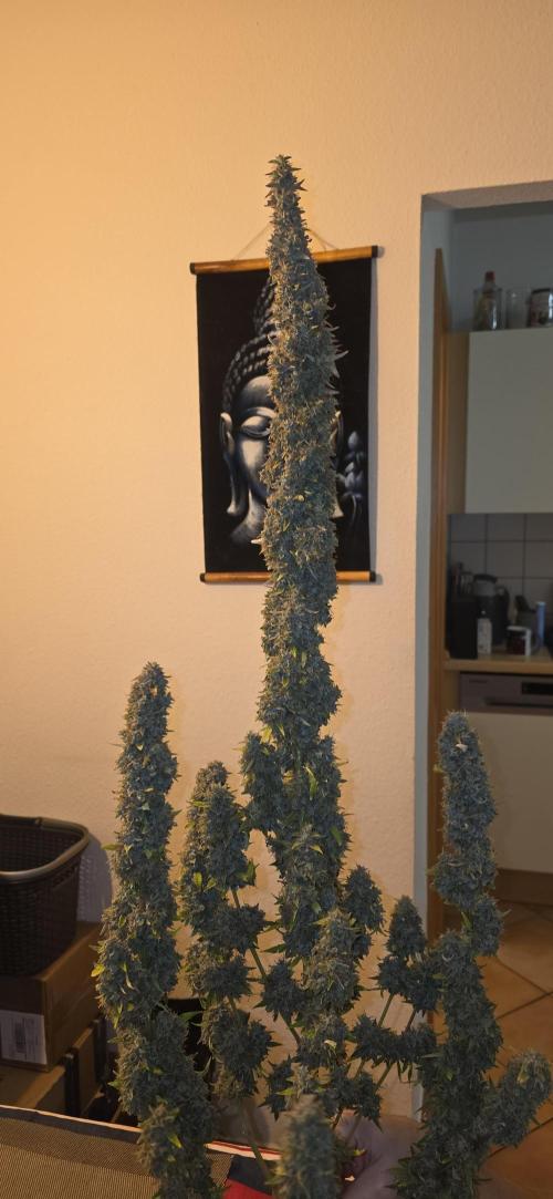 Hawaiian Snow Auto. Week 14