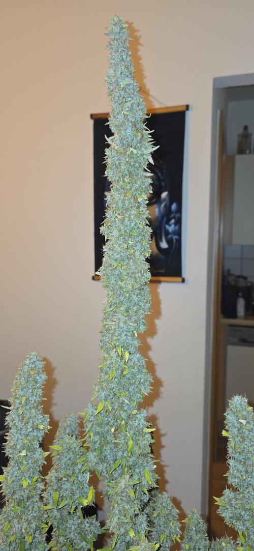 Hawaiian Snow Auto. Week 14