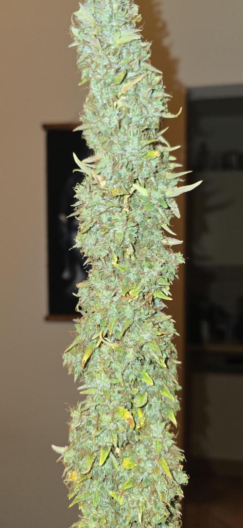 Hawaiian Snow Auto. Week 14