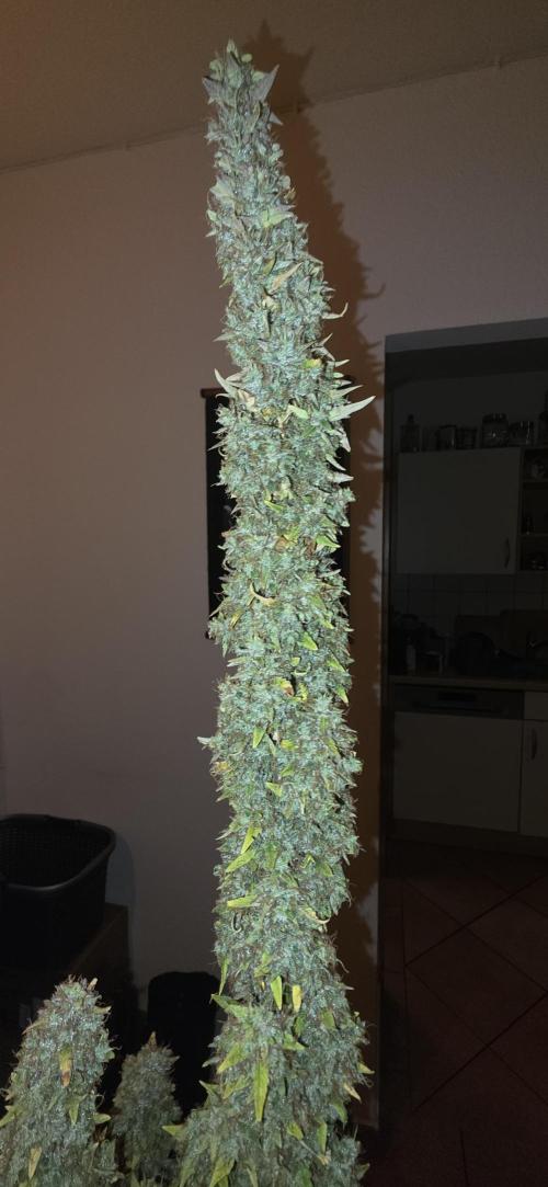 Hawaiian Snow Auto. Week 14