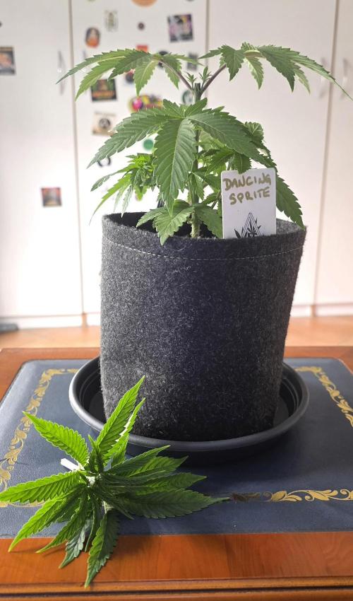 Dancing Sprite-Wunderbohnen-SeedsOfAnarc. Week 4