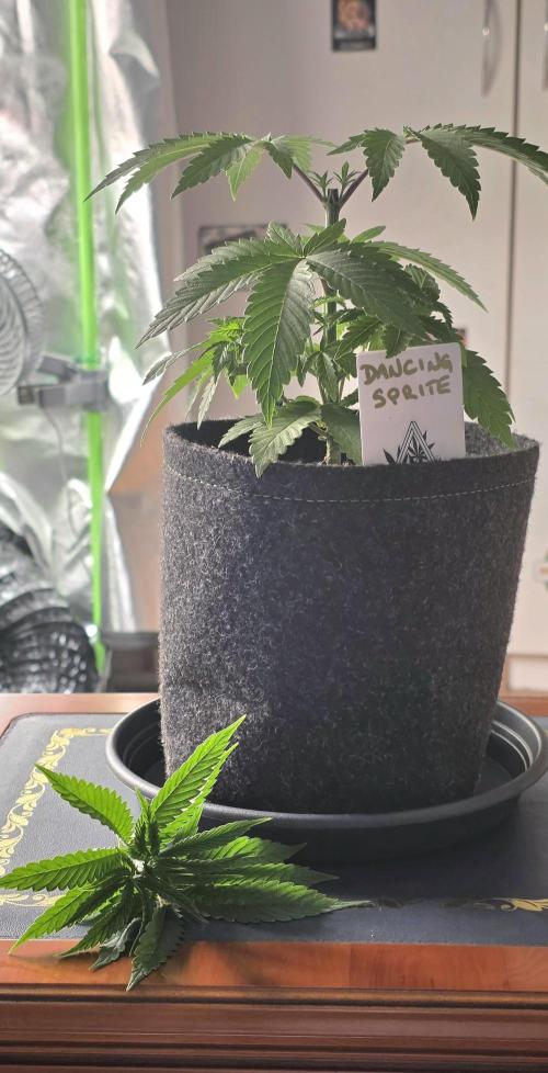 Dancing Sprite-Wunderbohnen-SeedsOfAnarc. Week 4