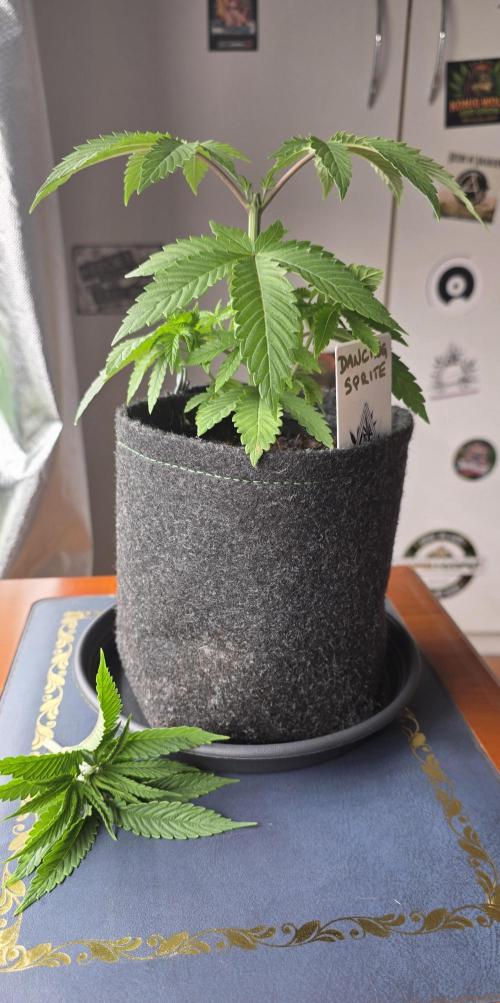 Dancing Sprite-Wunderbohnen-SeedsOfAnarc. Week 4