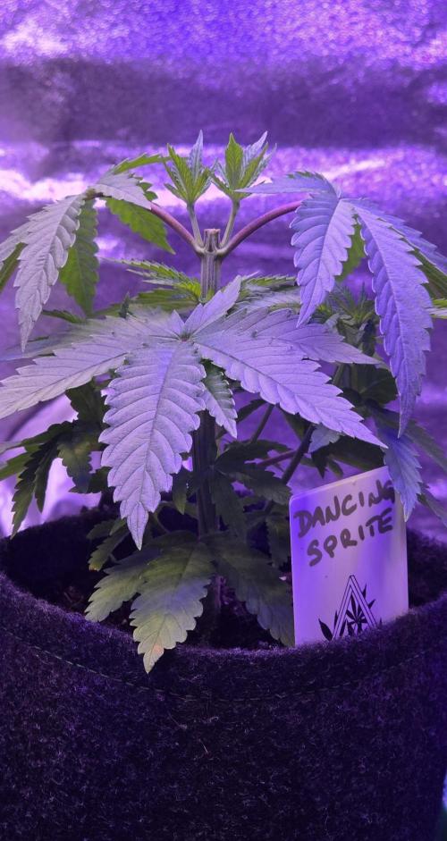 Dancing Sprite-Wunderbohnen-SeedsOfAnarc. Week 5