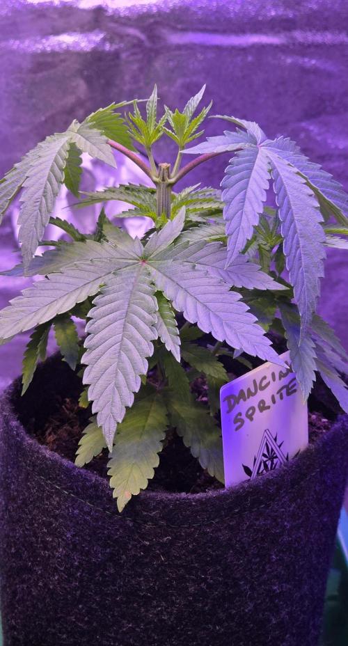 Dancing Sprite-Wunderbohnen-SeedsOfAnarc. Week 5