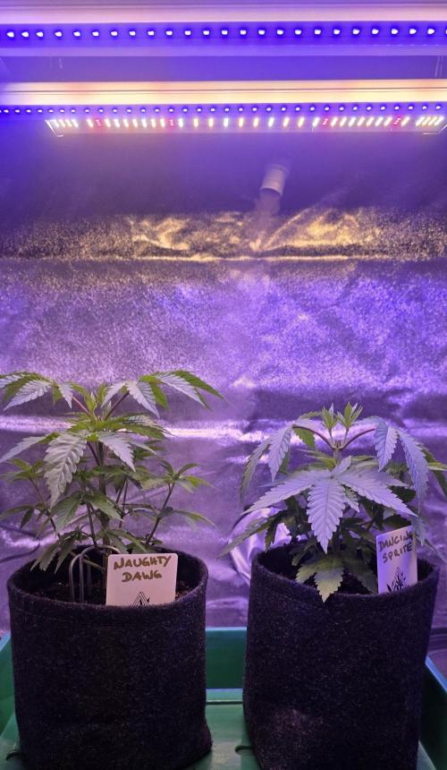 Dancing Sprite-Wunderbohnen-SeedsOfAnarc. Week 5