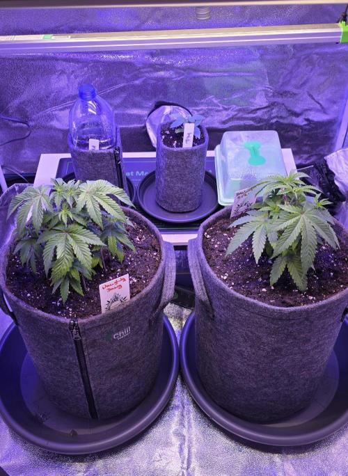 Dancing Sprite-Wunderbohnen-SeedsOfAnarc. Week 5