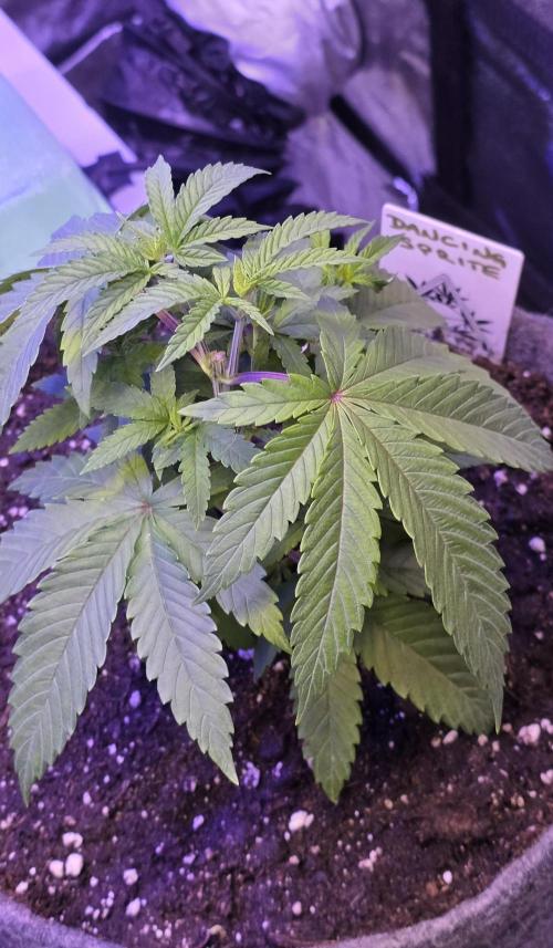 Dancing Sprite-Wunderbohnen-SeedsOfAnarc. Week 5