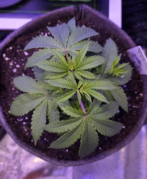 Dancing Sprite-Wunderbohnen-SeedsOfAnarc. Week 5