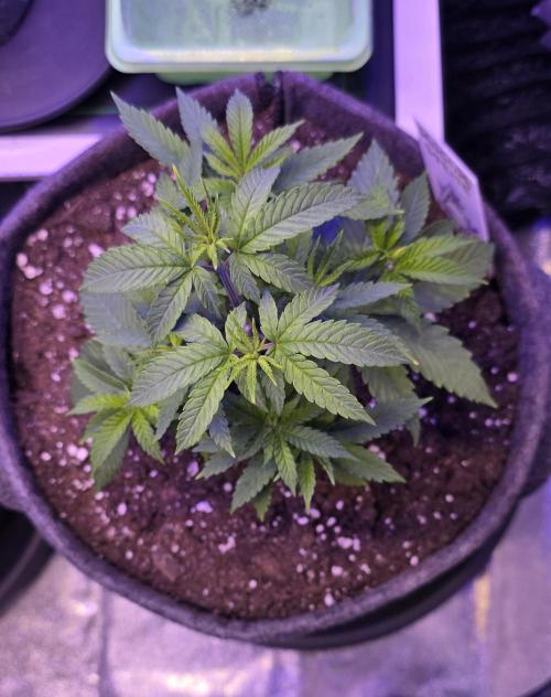 Dancing Sprite-Wunderbohnen-SeedsOfAnarc. Week 5